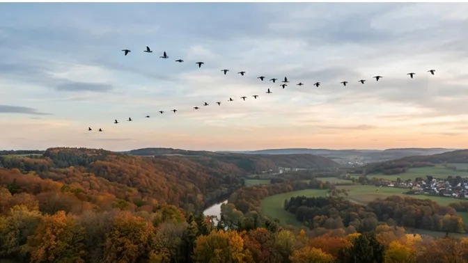NABU Weilerbach: Zugvogelbeobachtung auf dem Eulenkopf
