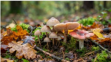 „Ab in die Pilze“ – Entdecken Sie die faszinierende Welt der Pilze im Herbst